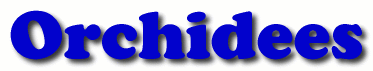 Orchidees First Name