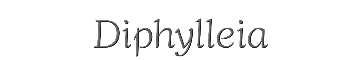 Diphylleia 
