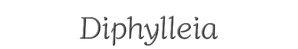 Diphylleia 